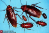 Foto de E.M.E.C.E-exterminio de insectos y alimaas