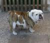 Foto de Collares Blancos-bull dog ingles, pug