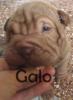 Foto de Galik Criadero Shar pei