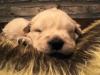 Foto de Silver sound`s golden retriever
